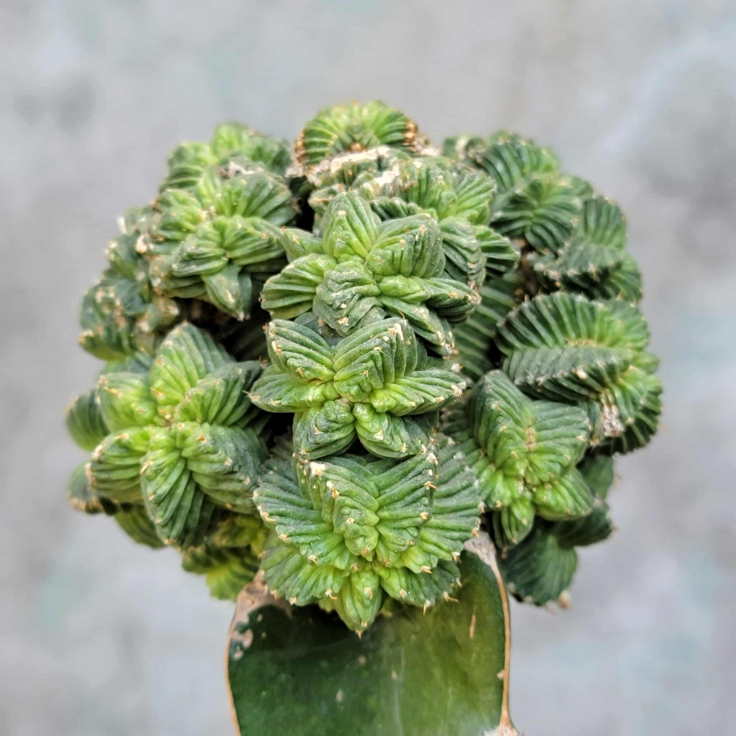 Aztekium Valdezii