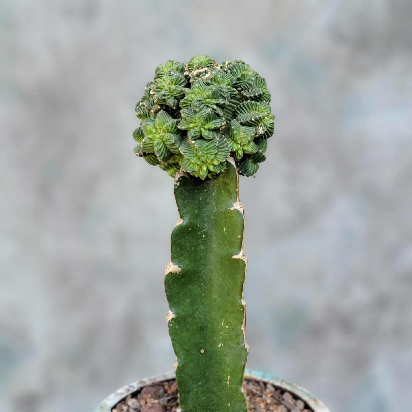 Aztekium Valdezii