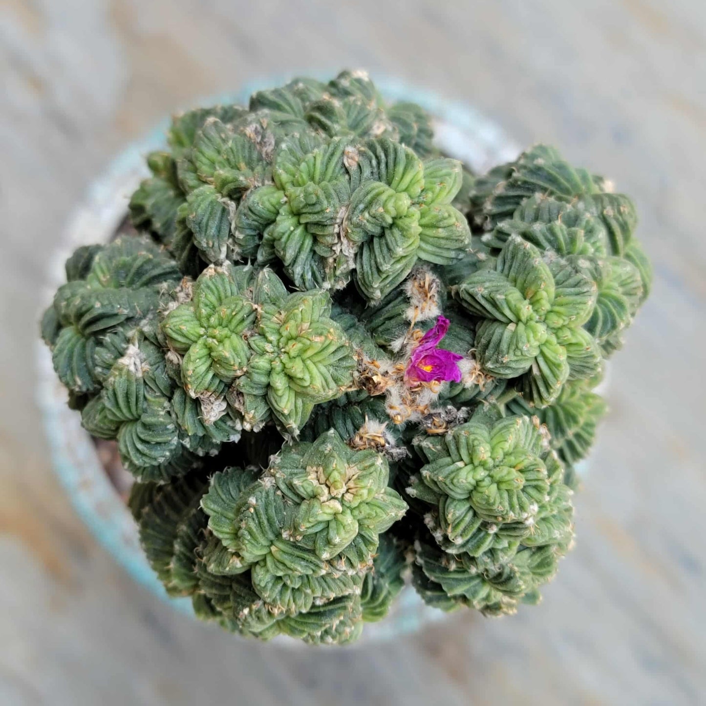 Aztekium Valdezii