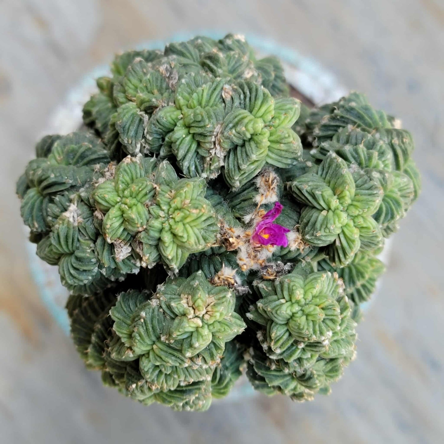 Aztekium Valdezii