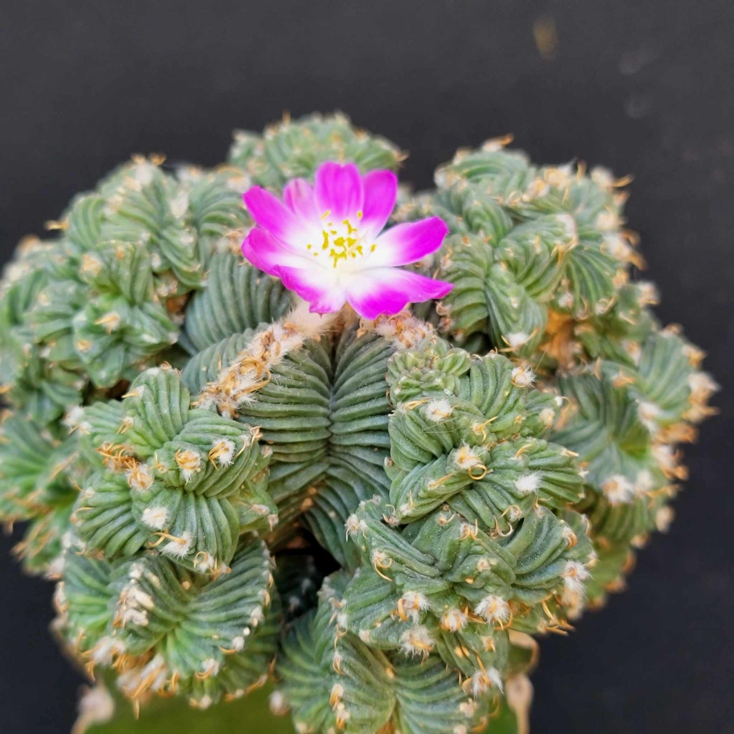 Aztekium Valdezii