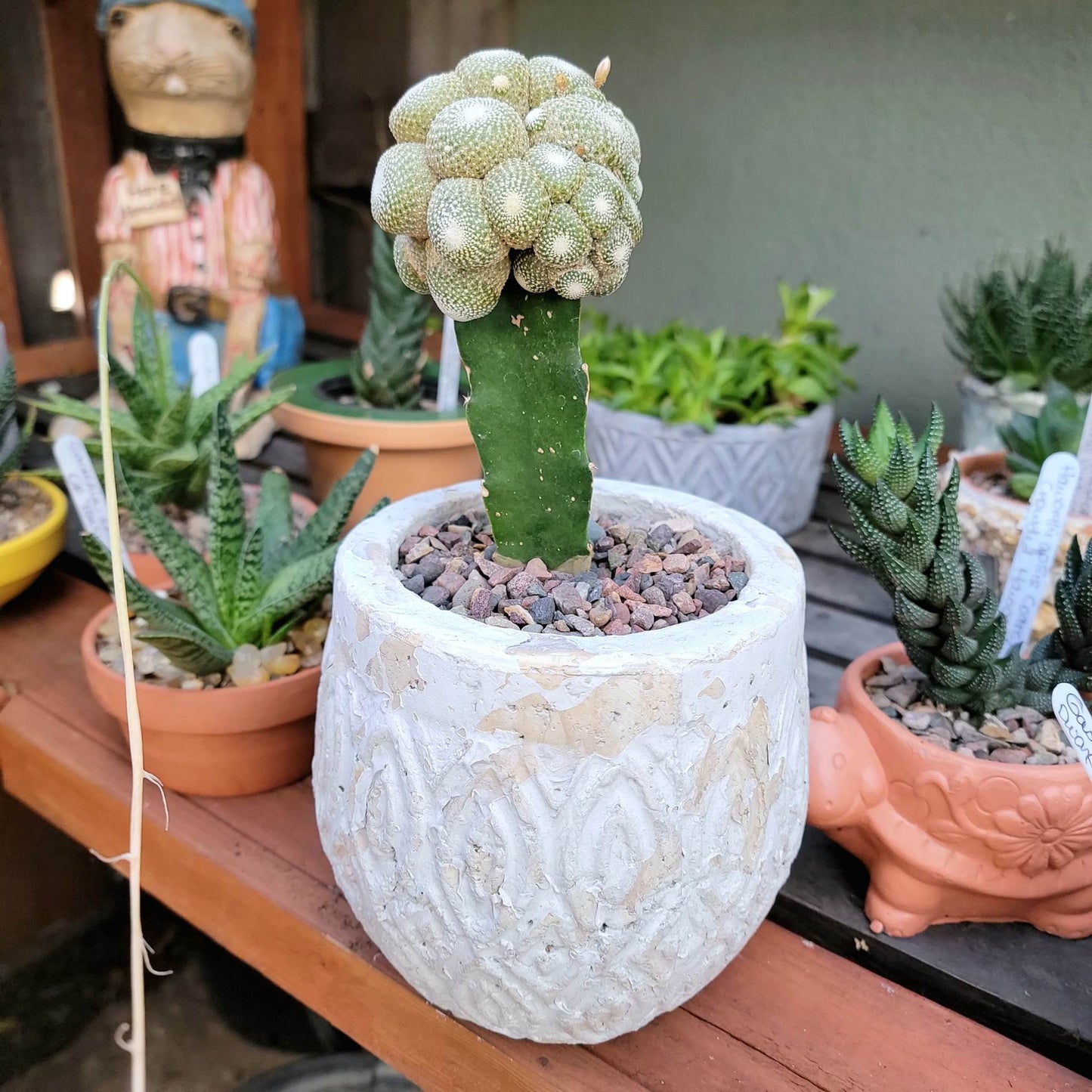 Shabby Chic Cement Planter