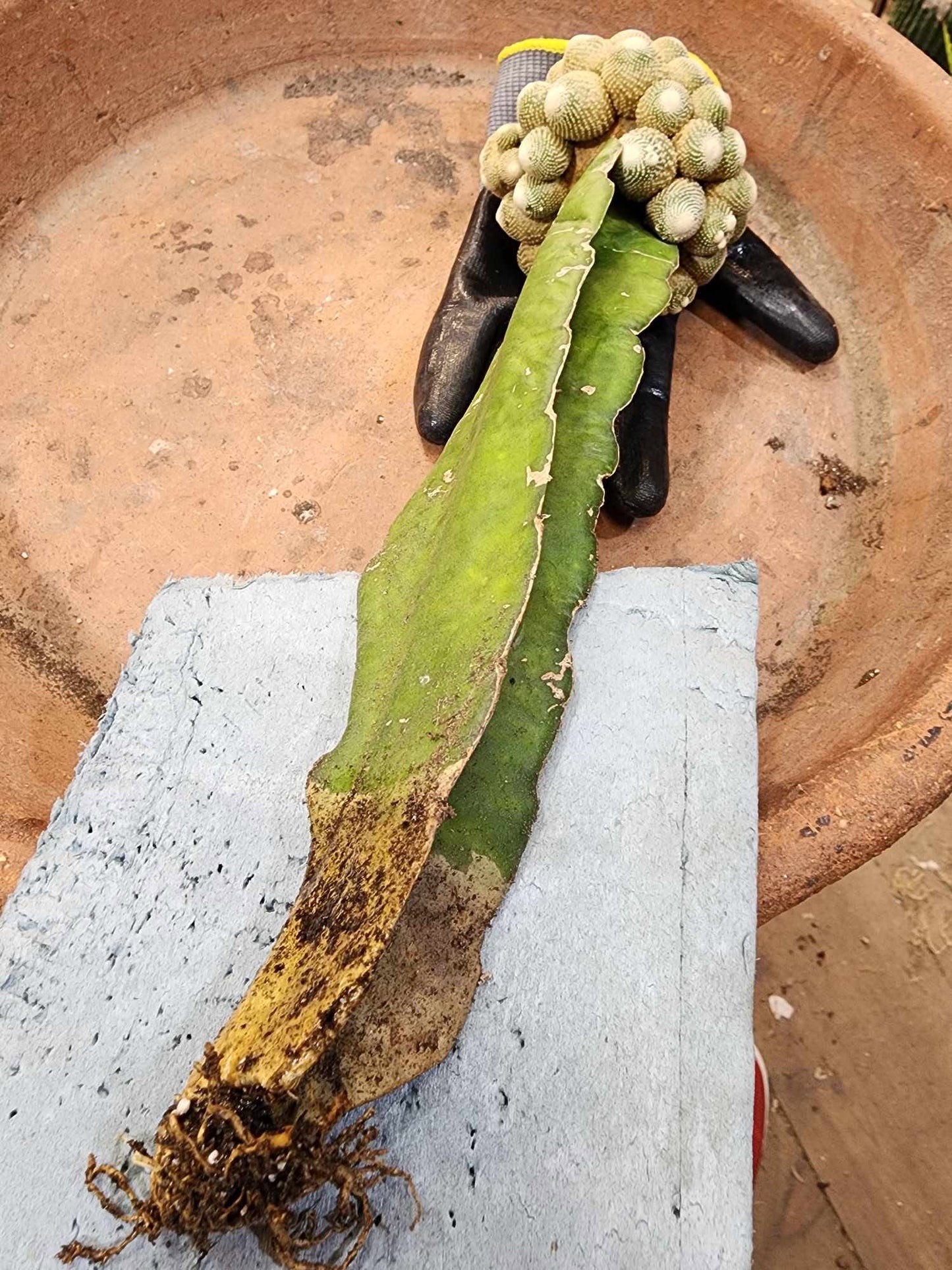 Blossfeldia liliputana