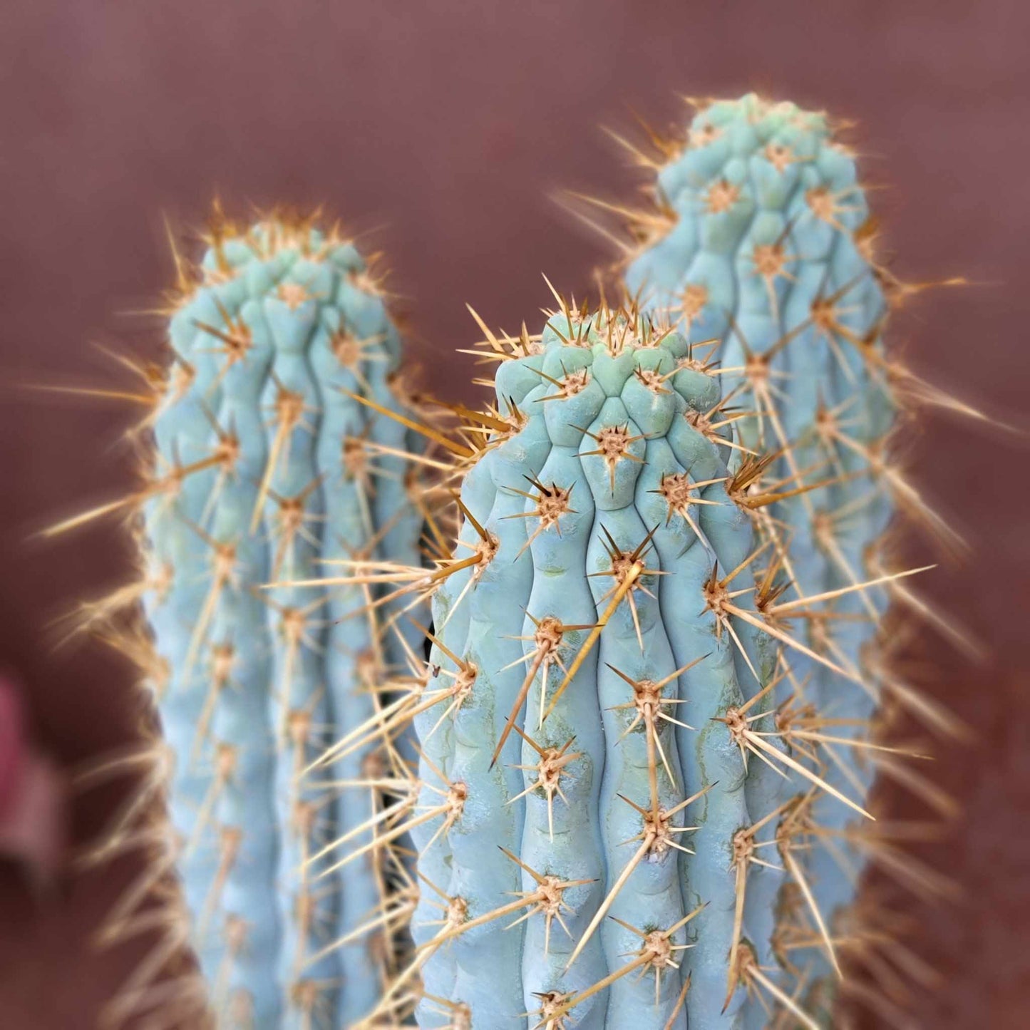 Browningia hertlingiana - 3 Arms + Baby - 4 Feet Tall! Landscape Wish List!