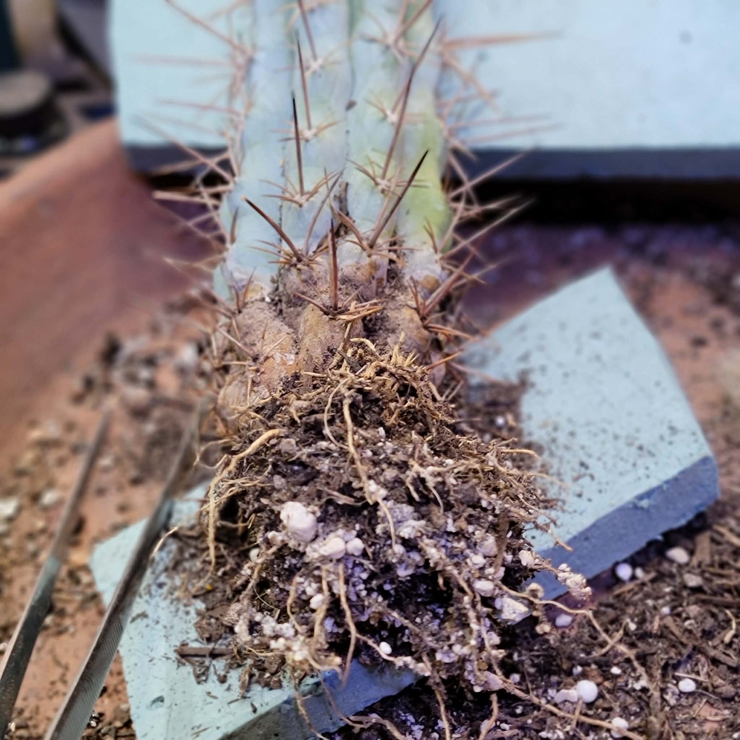 Browningia hertlingiana