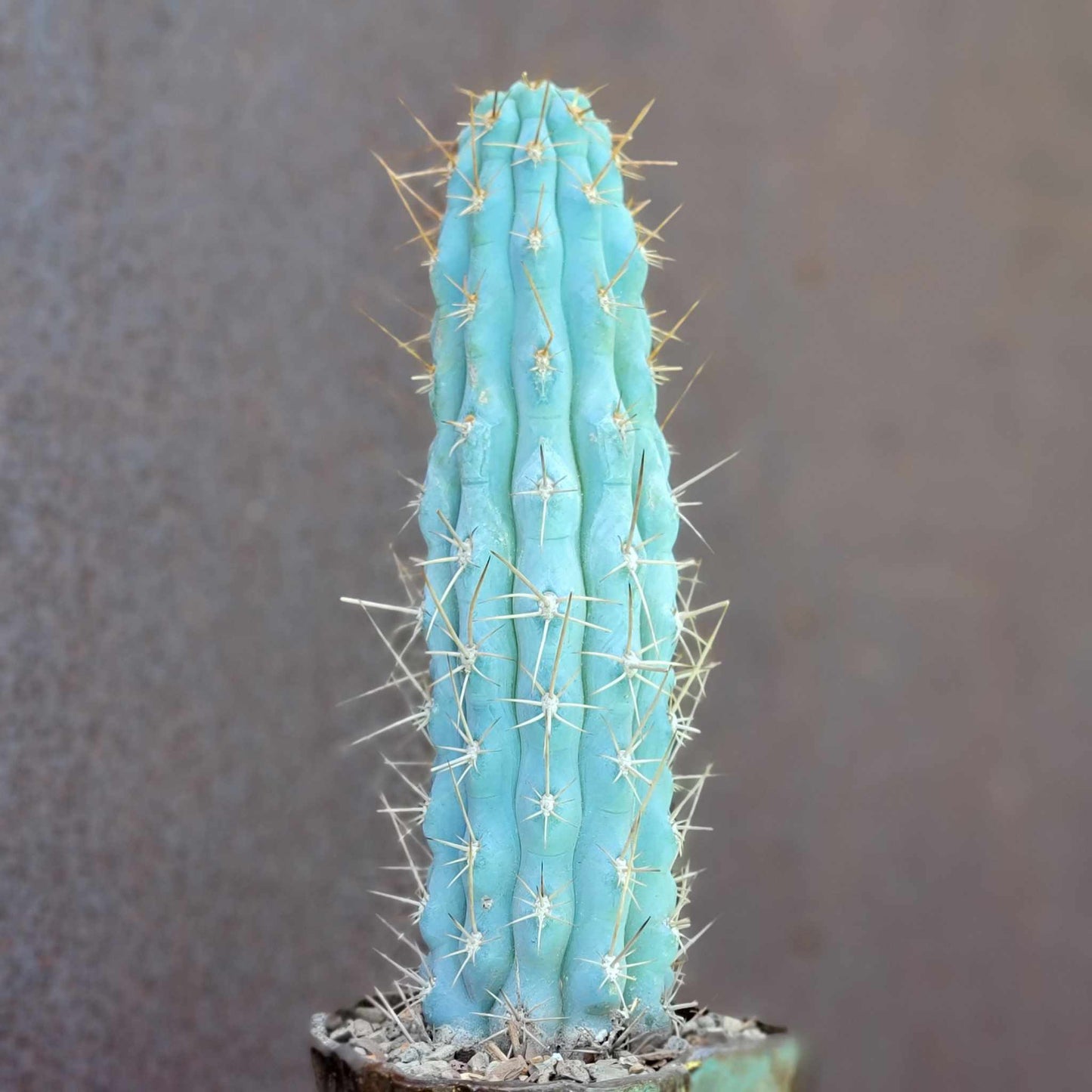 Browningia hertlingiana