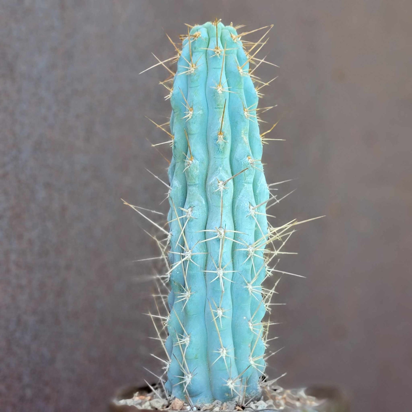 Browningia hertlingiana