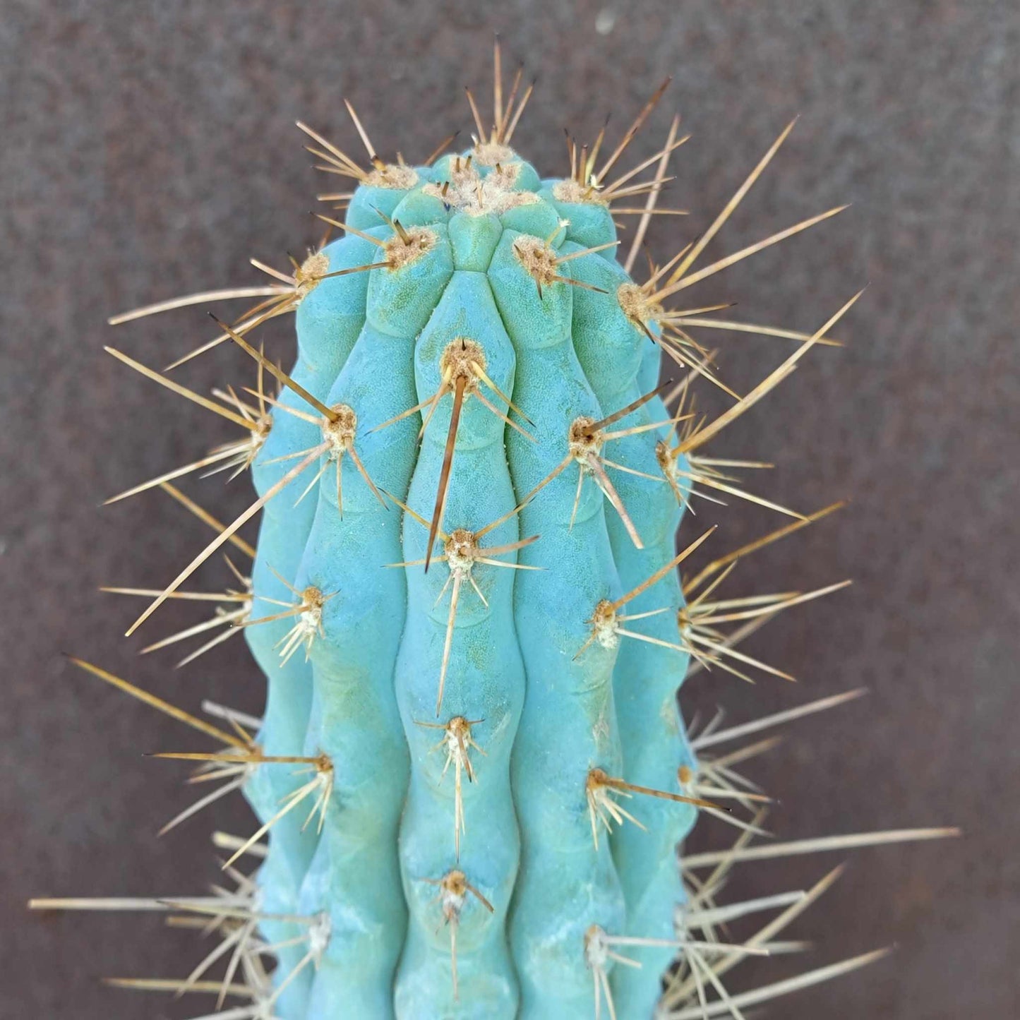 Browningia hertlingiana
