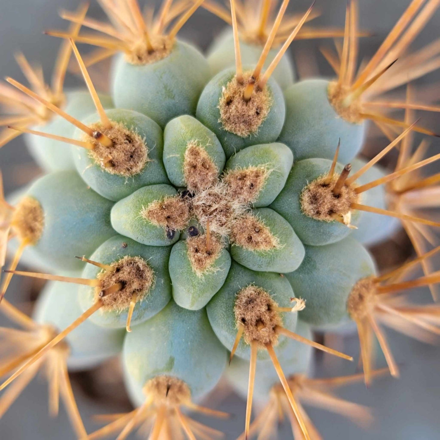 Browningia hertlingiana