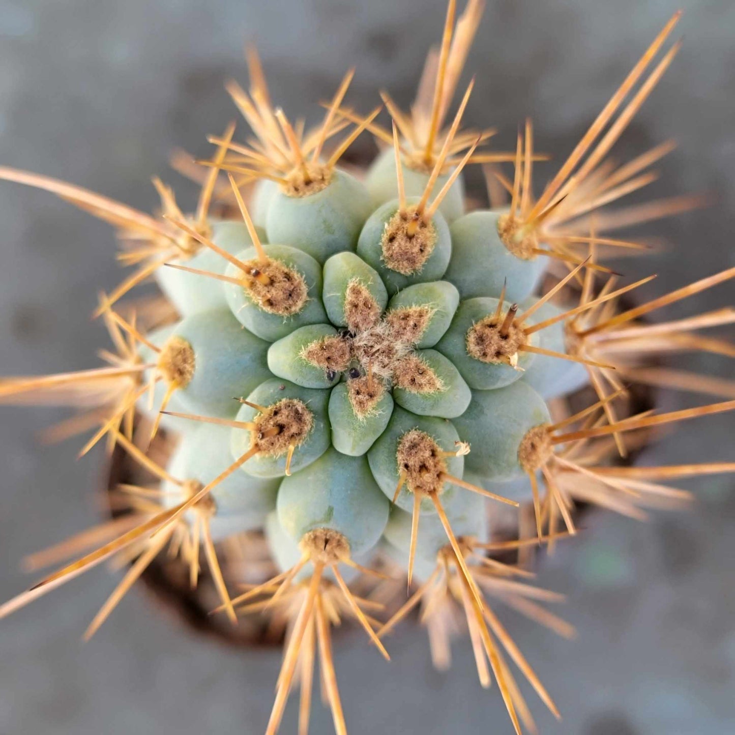 Browningia hertlingiana