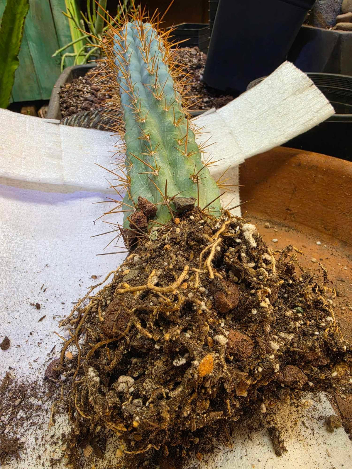 Browningia hertlingiana