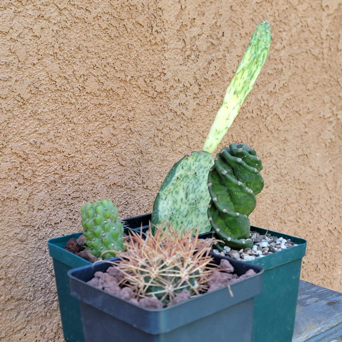 Cactus Bundle #4 - 4 Varieties