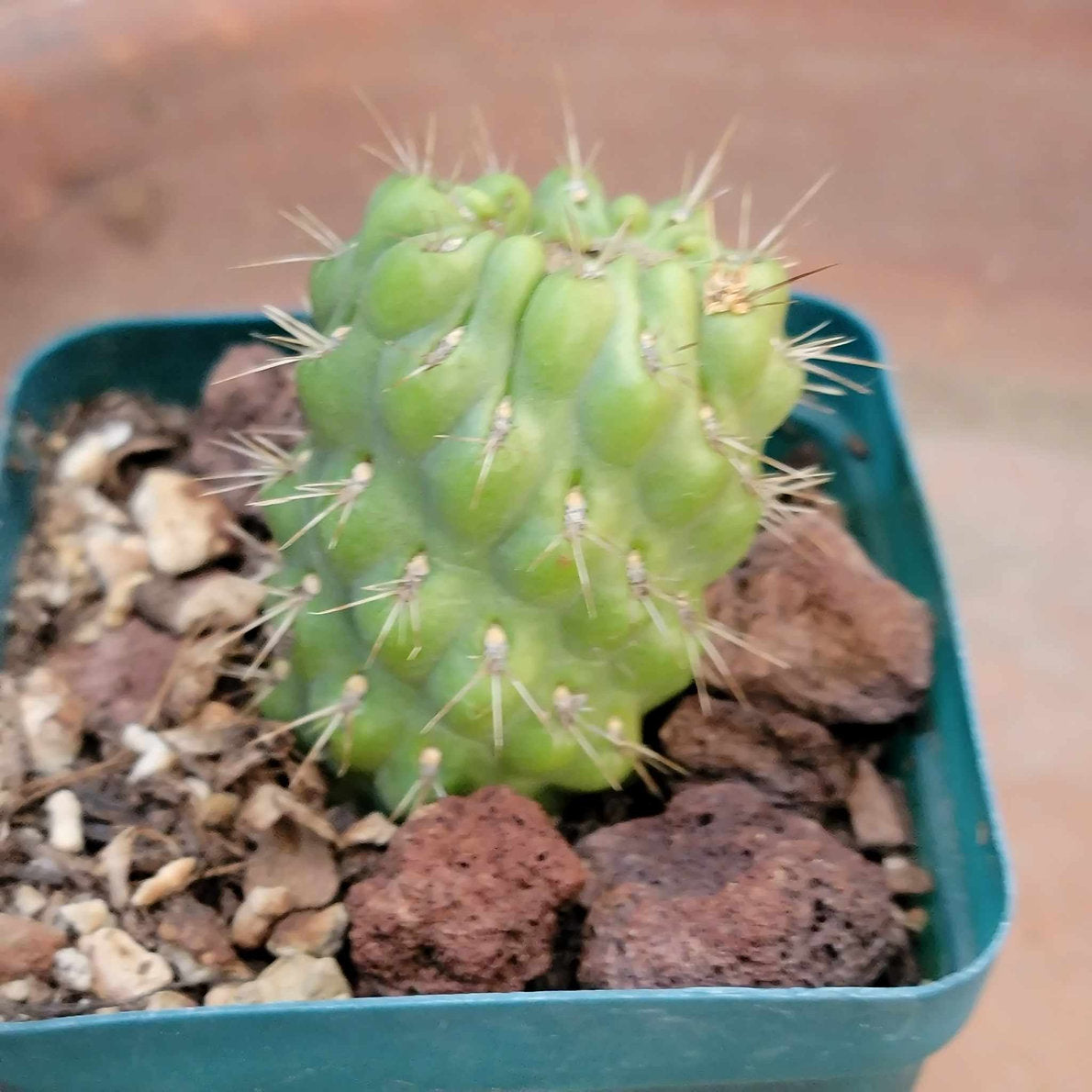 Cactus Bundle #4 - 4 Varieties