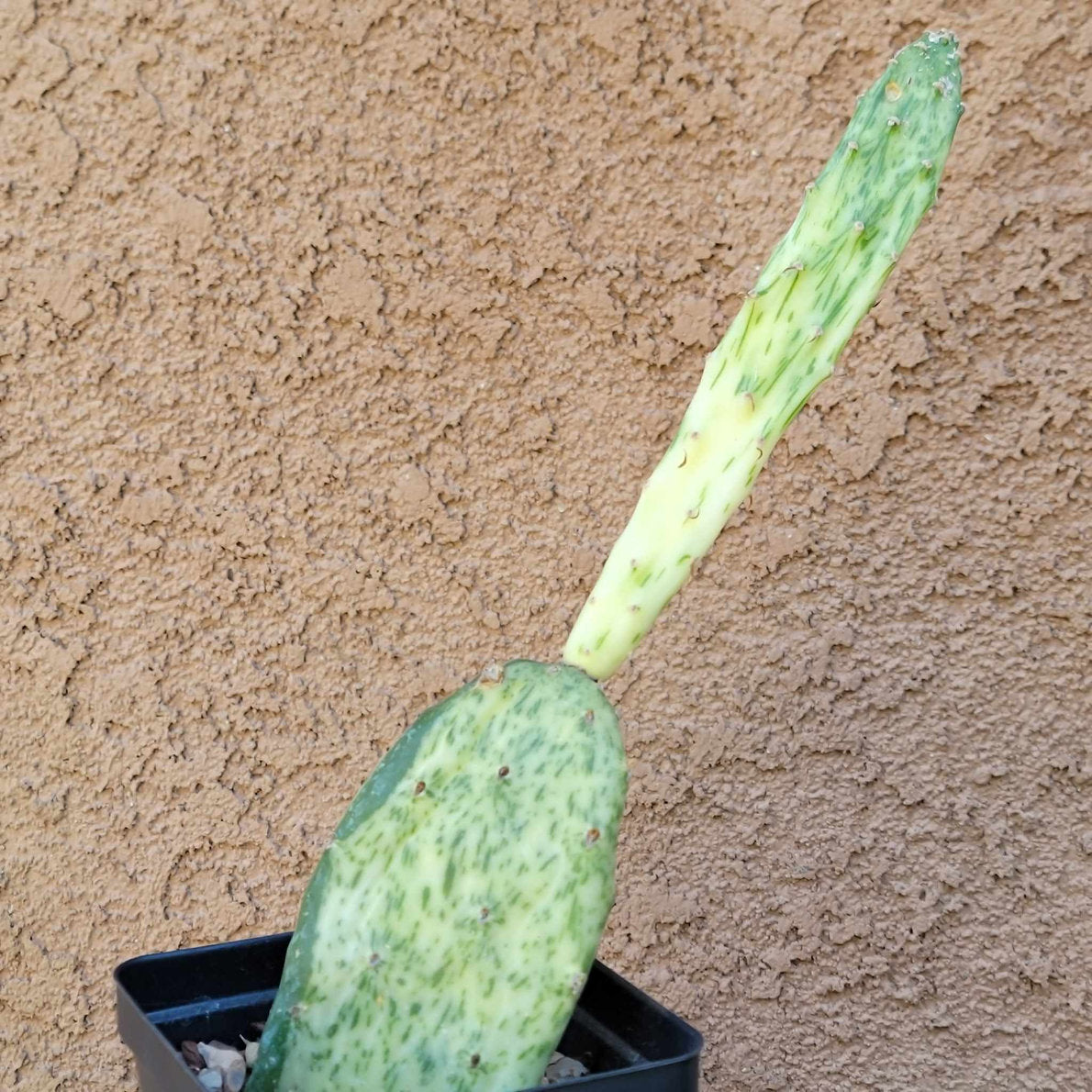 Cactus Bundle #4 - 4 Varieties