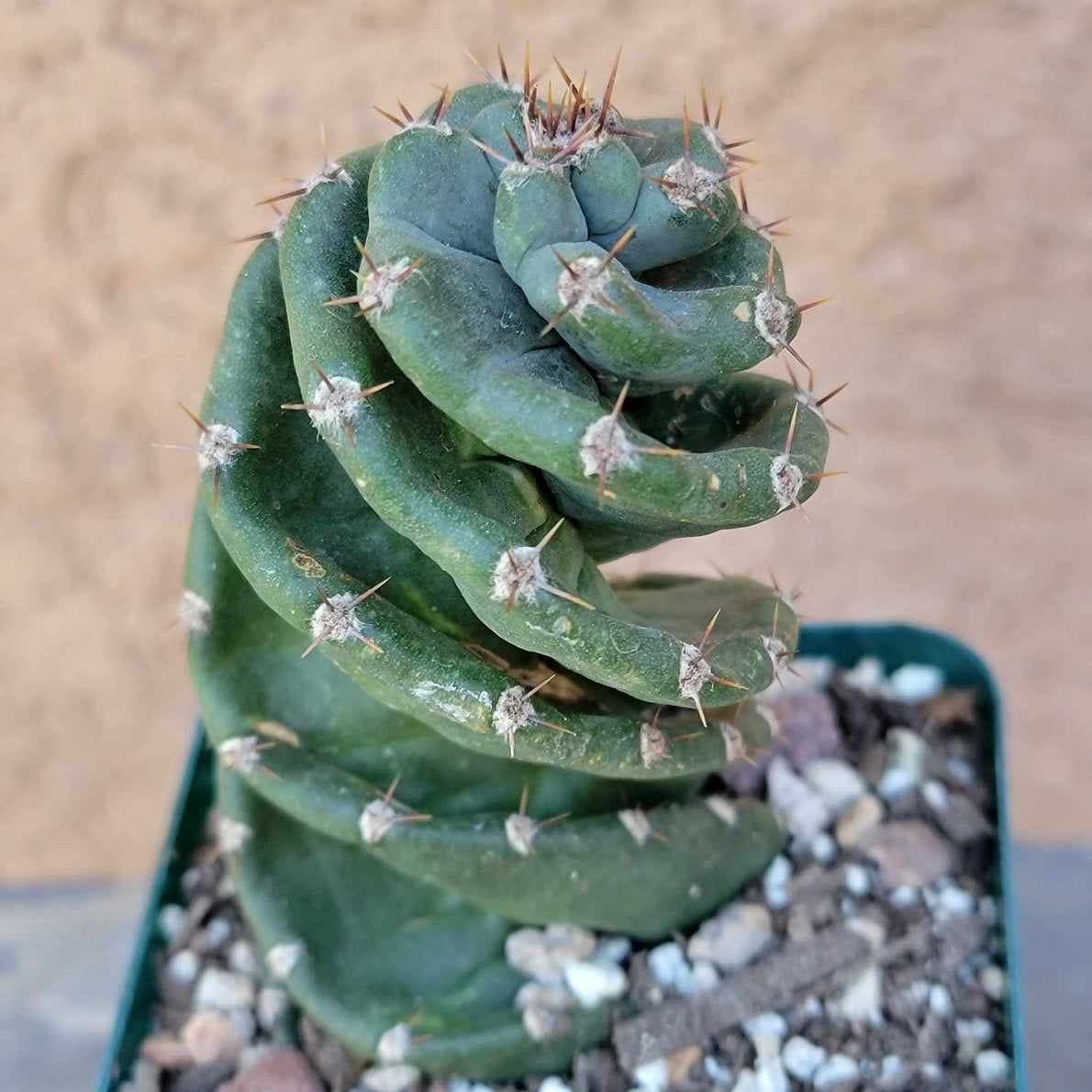 Cactus Bundle #4 - 4 Varieties