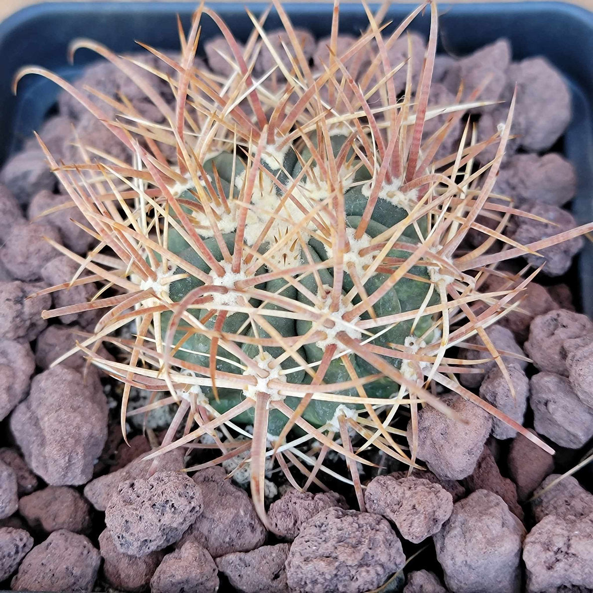 Cactus Bundle #4 - 4 Varieties
