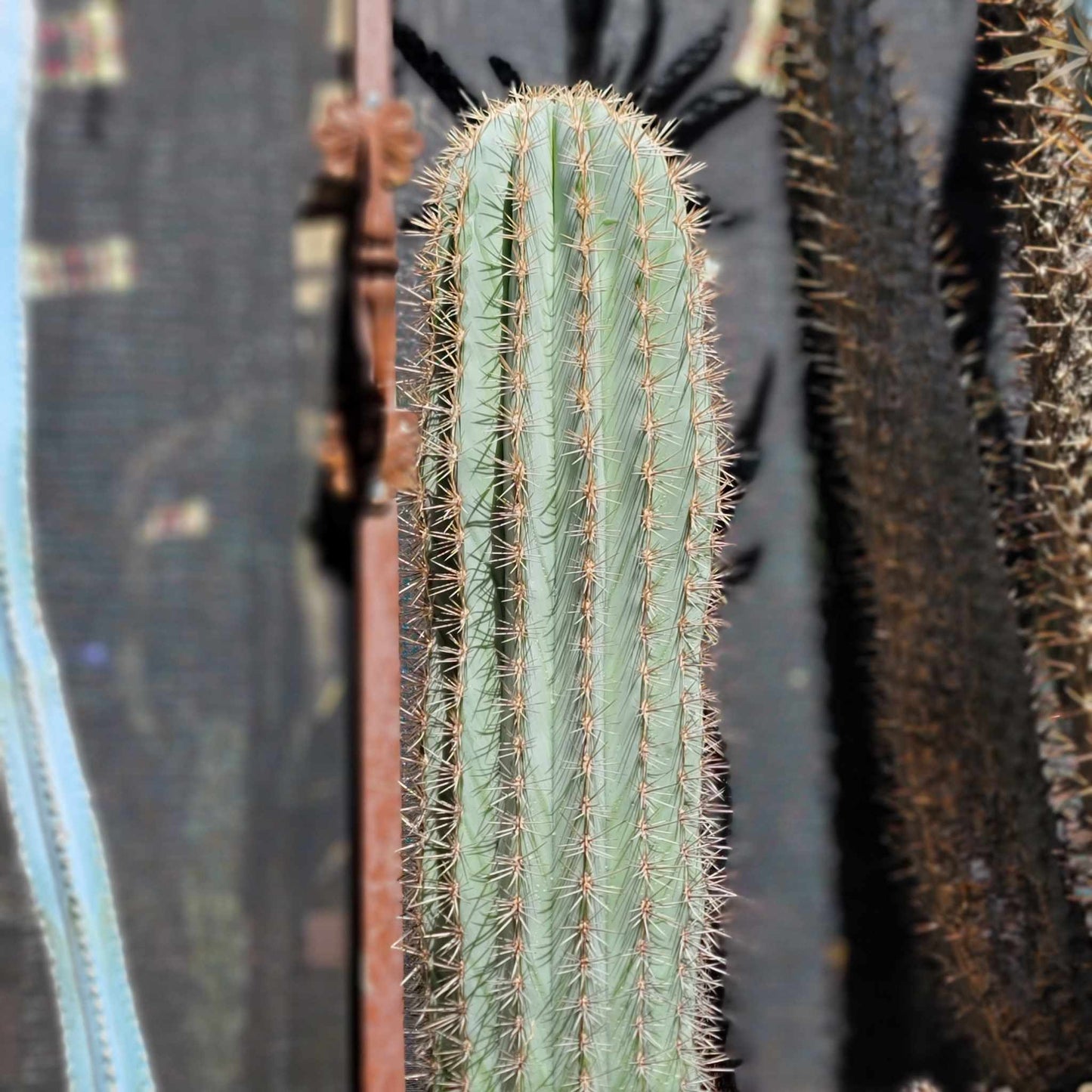Carnegiea gigantea - Saguaro Cactus - 35" Tall!