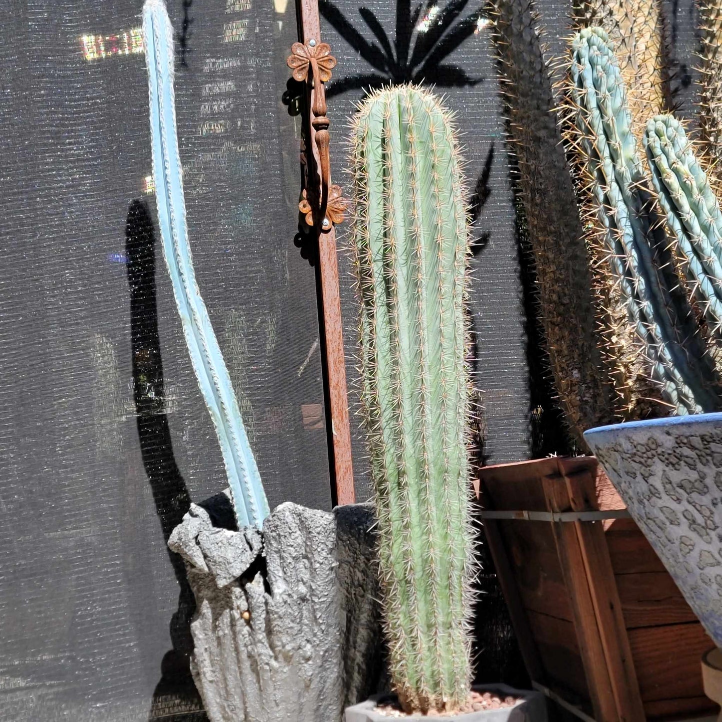Carnegiea gigantea - Saguaro Cactus - 35" Tall!