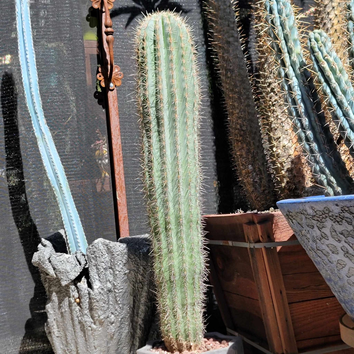 Pachycereus Pringlei - False Saguaro Cardon - 35" Tall!