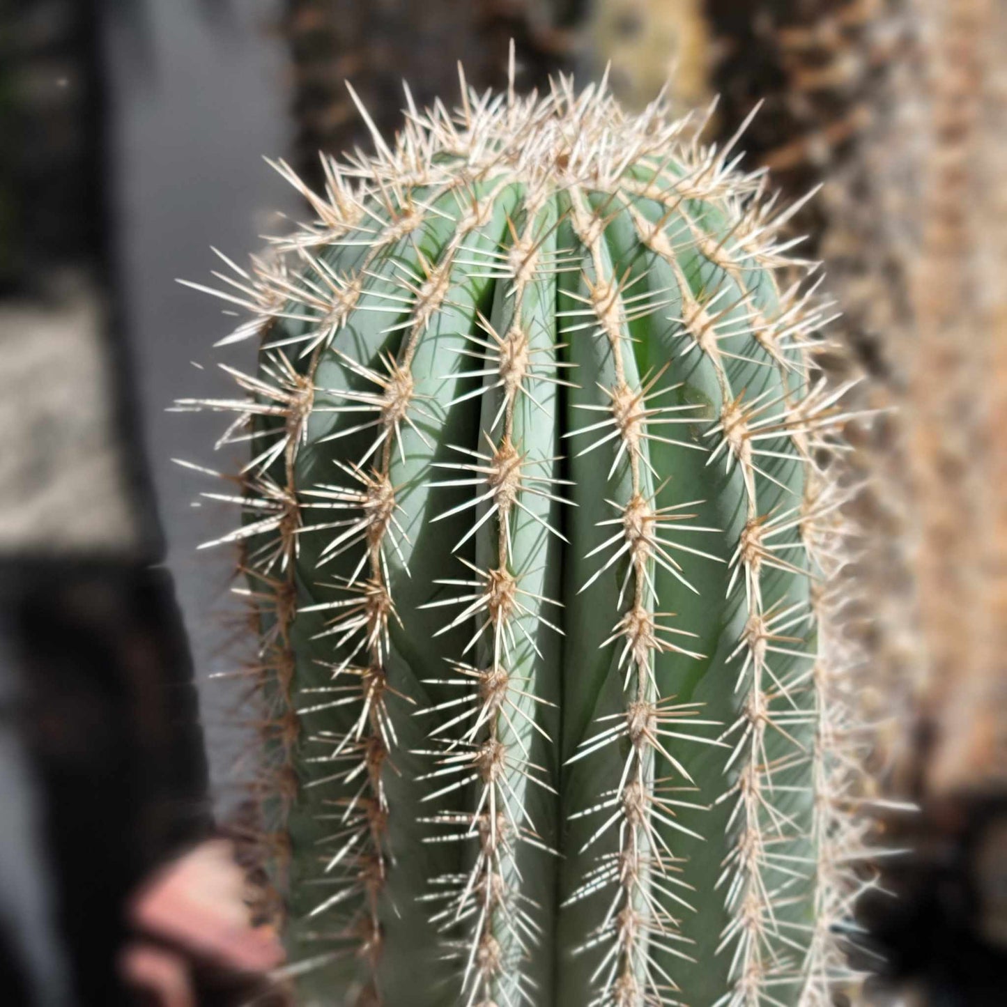 Carnegiea gigantea - Saguaro Cactus - 35" Tall!