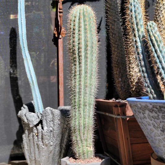 Pachycereus Pringlei - False Saguaro Cardon - 35" Tall!