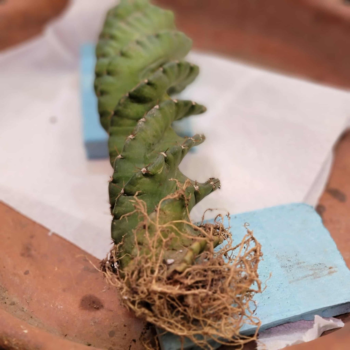 Cereus forbesii Spiralis - Spiral Cactus - Rooted
