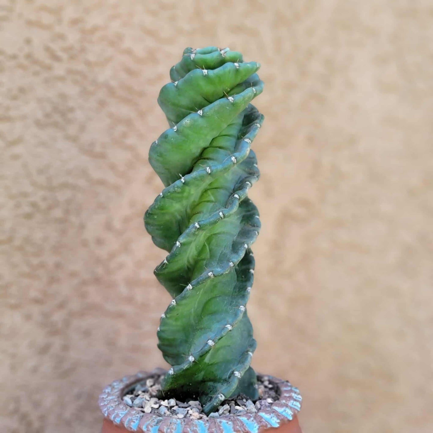 Cereus forbesii Spiralis - Spiral Cactus - Rooted