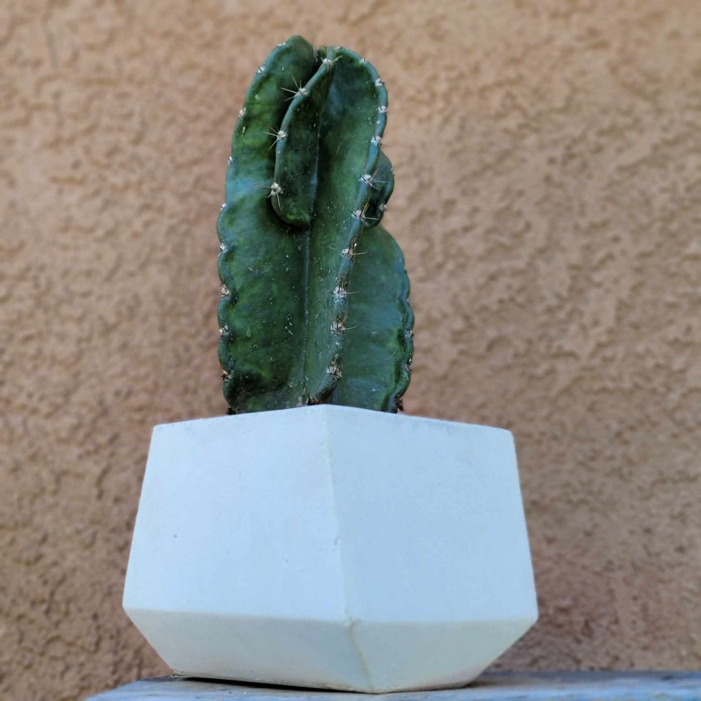 Geometric Cement Planter - Medium