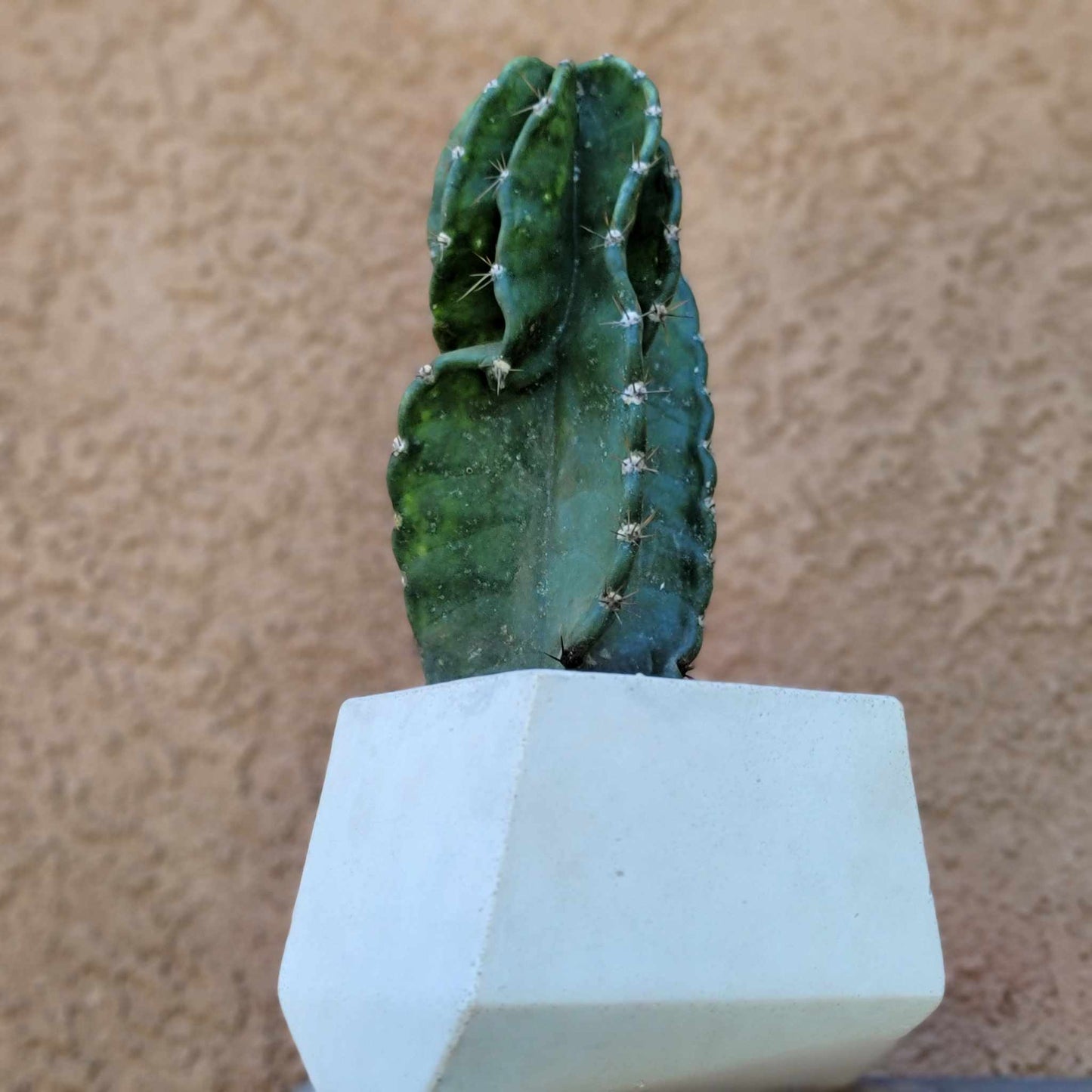 Geometric Cement Planter - Medium