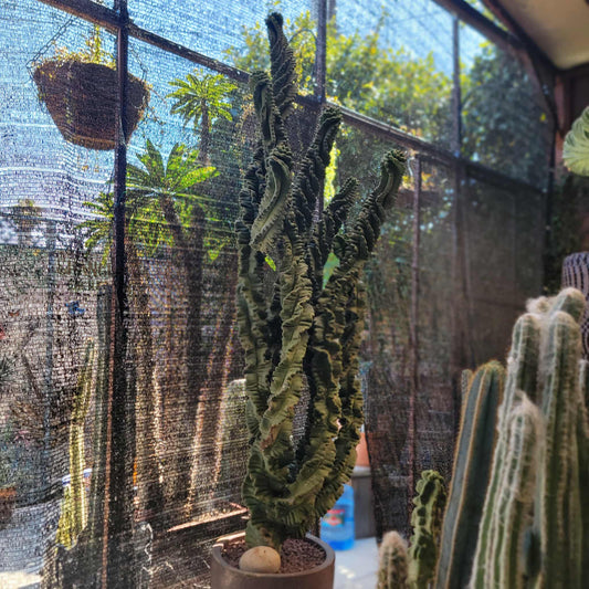 Cereus forbesii ‘Super Spiralis - 6 Arms - 8 Feet Tall Landscape Specimen! WISH LIST