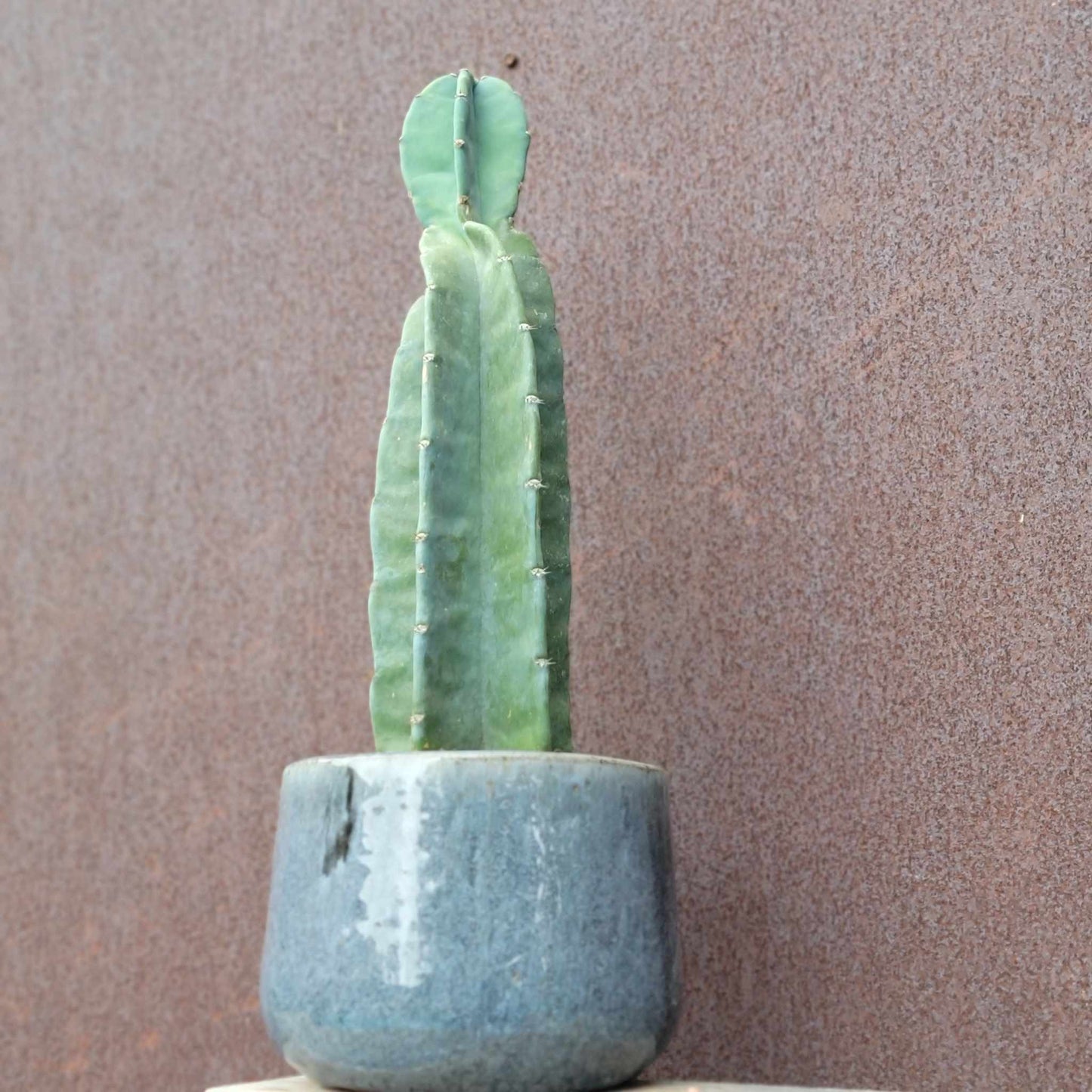 Glazed Terra Cotta Planter - Blue-Gray