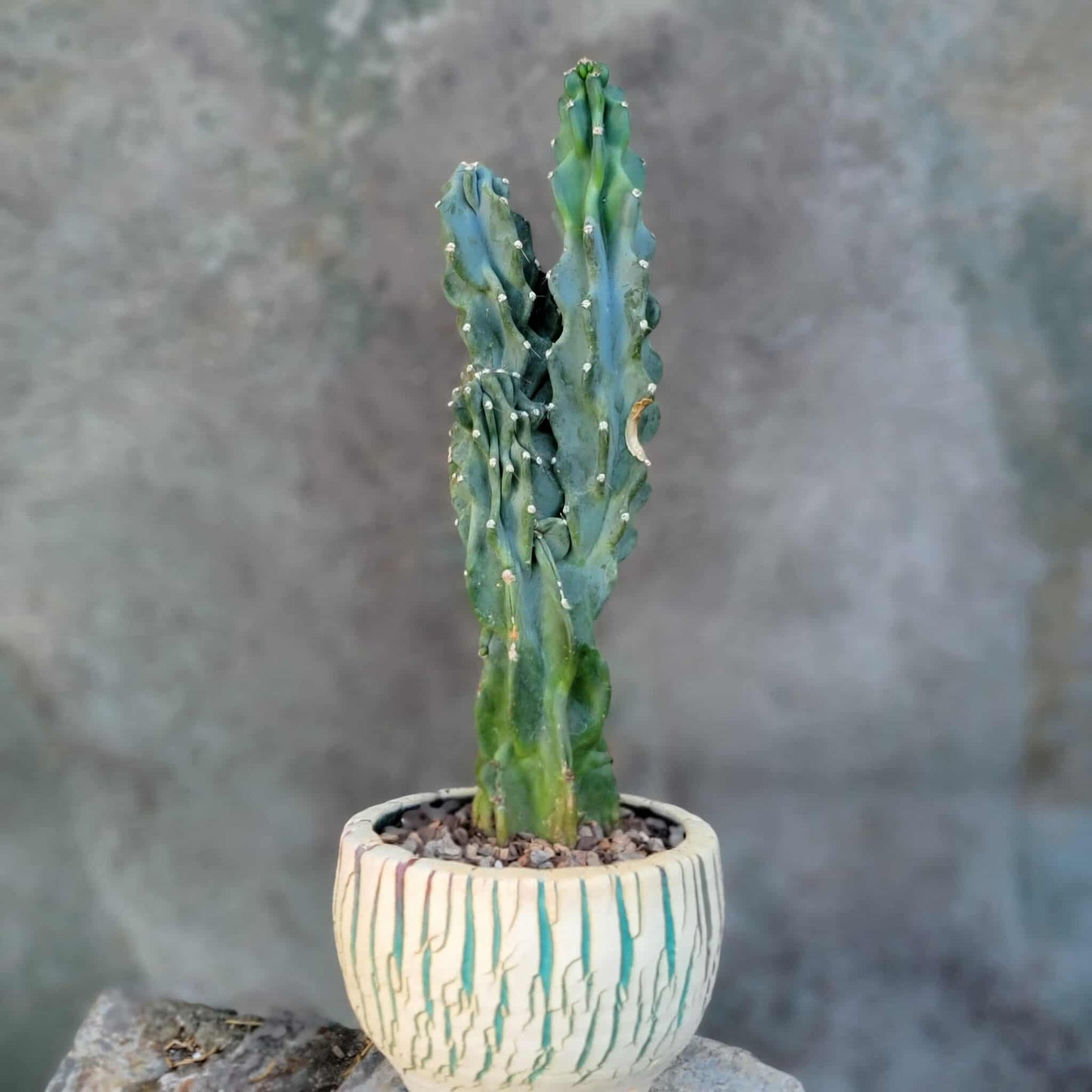 Cereus peruvianus var. monstrose - Peruvian Apple Cactus