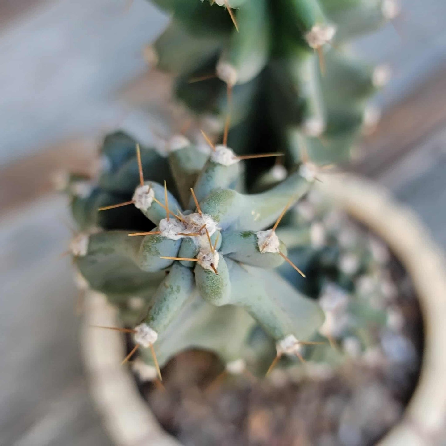 Cereus peruvianus var. monstrose - Peruvian Apple Cactus