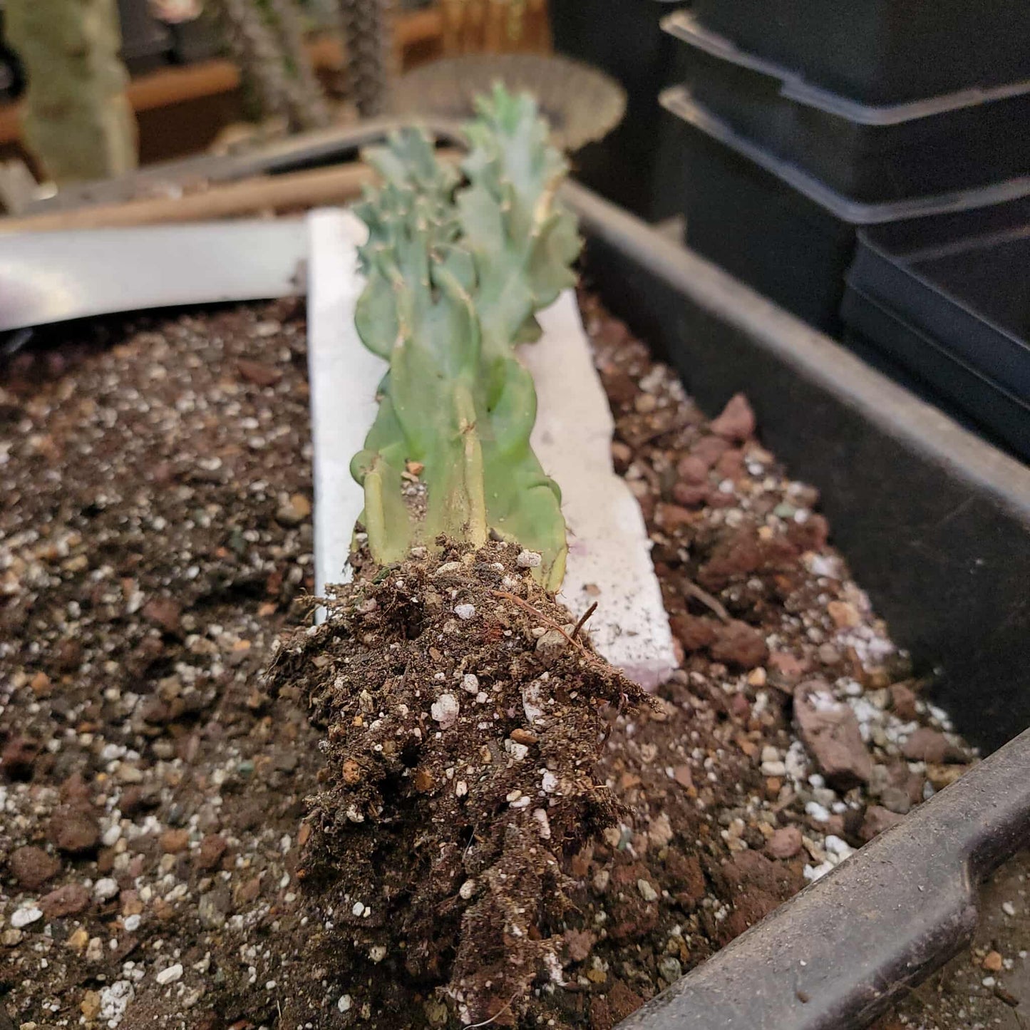 Cereus peruvianus var. monstrose - Peruvian Apple Cactus