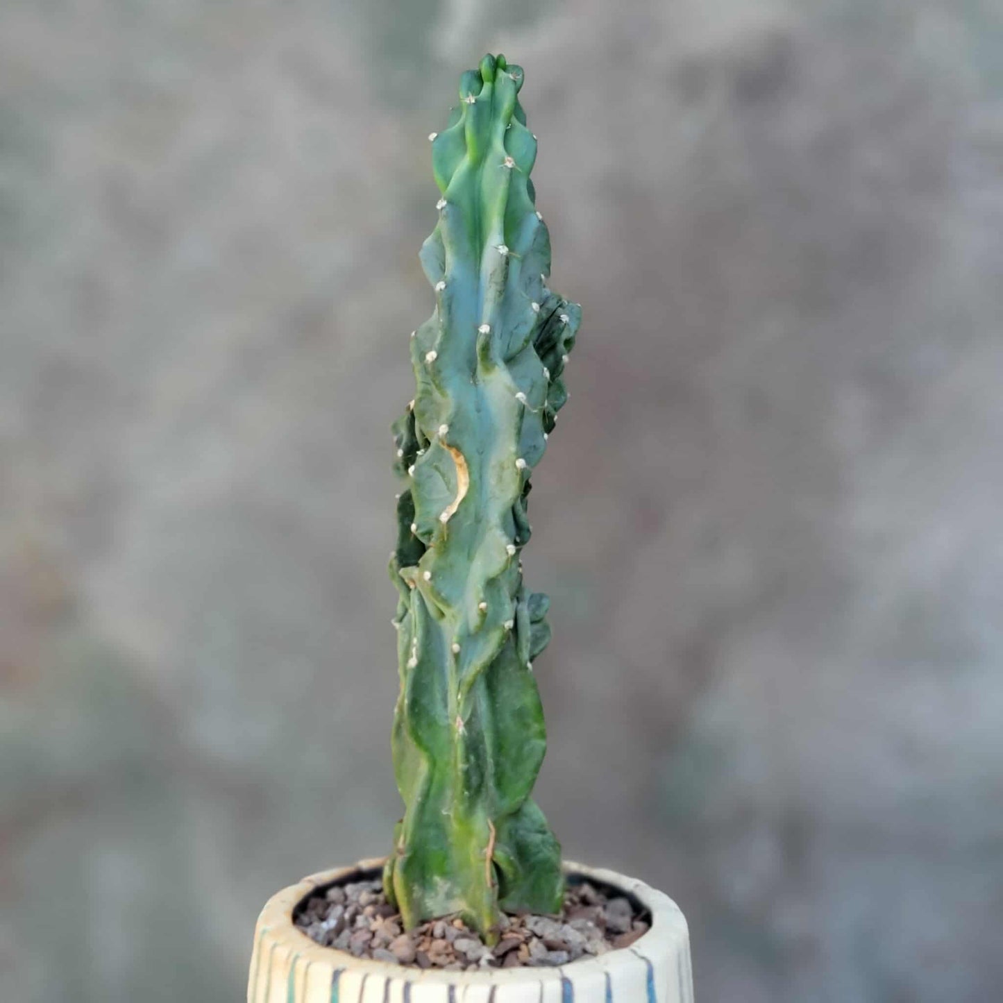 Cereus peruvianus var. monstrose - Peruvian Apple Cactus