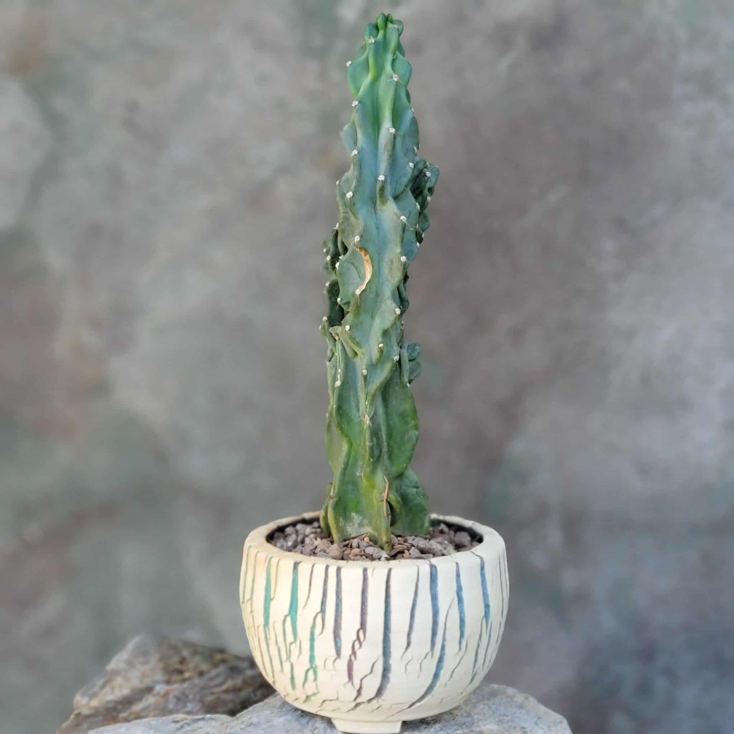 Cereus peruvianus var. monstrose - Peruvian Apple Cactus