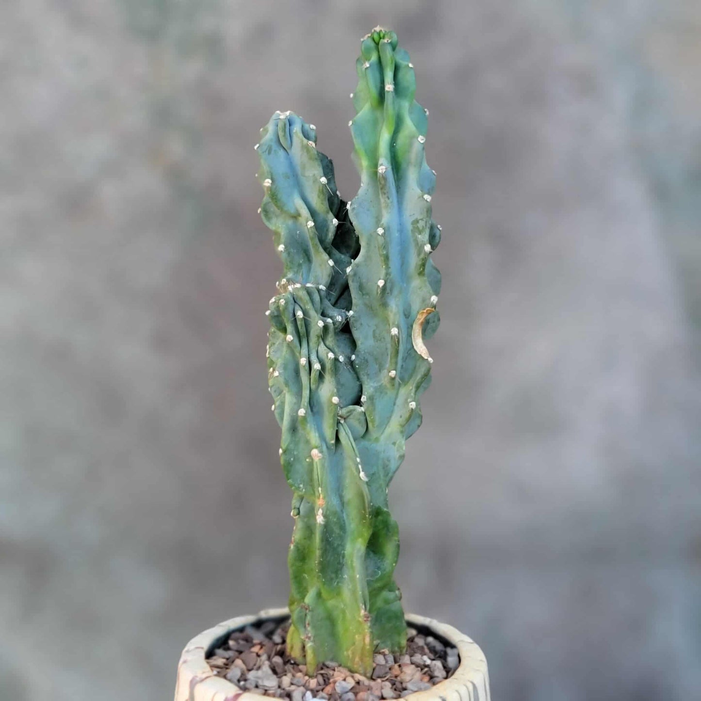Cereus peruvianus var. monstrose - Peruvian Apple Cactus