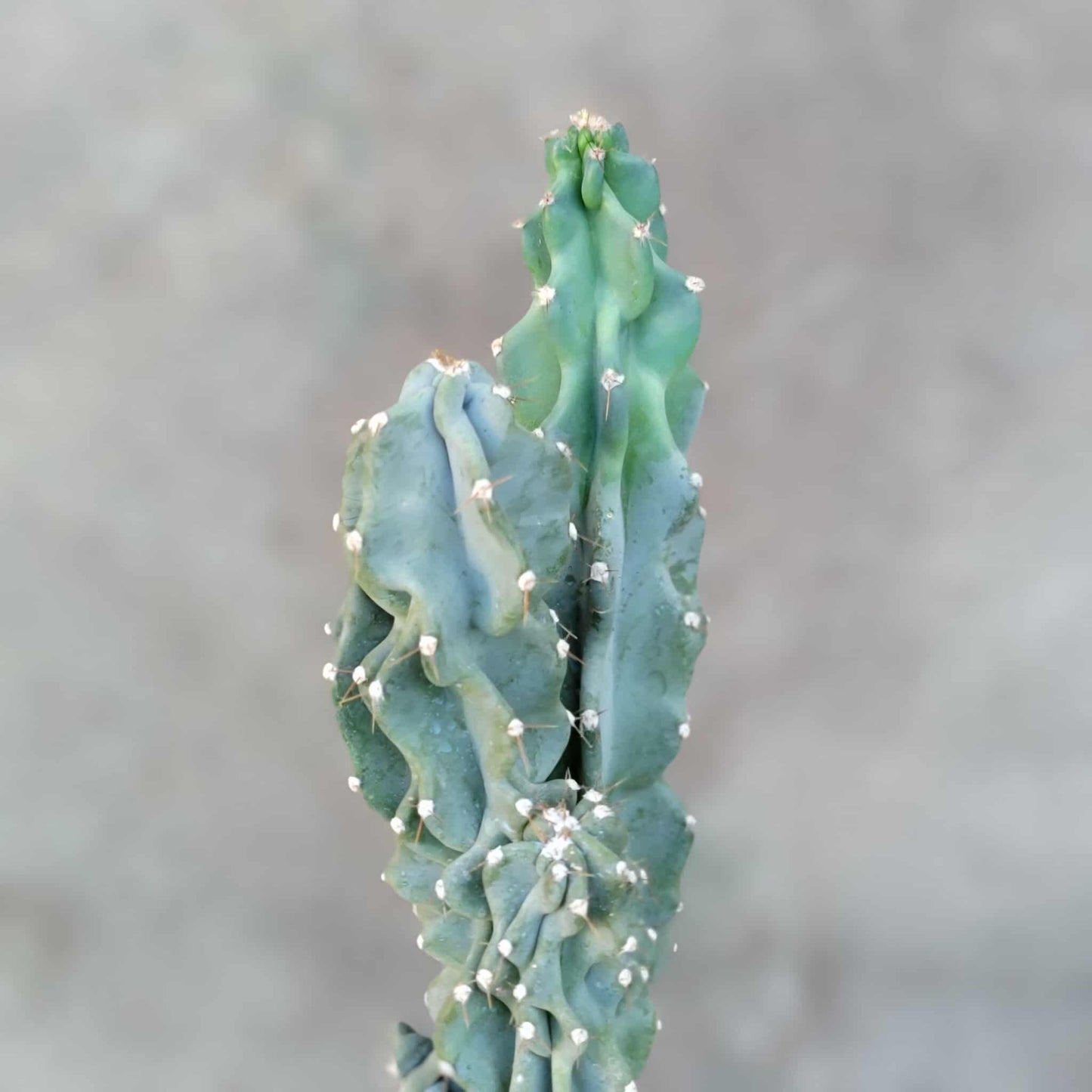 Cereus peruvianus var. monstrose - Peruvian Apple Cactus