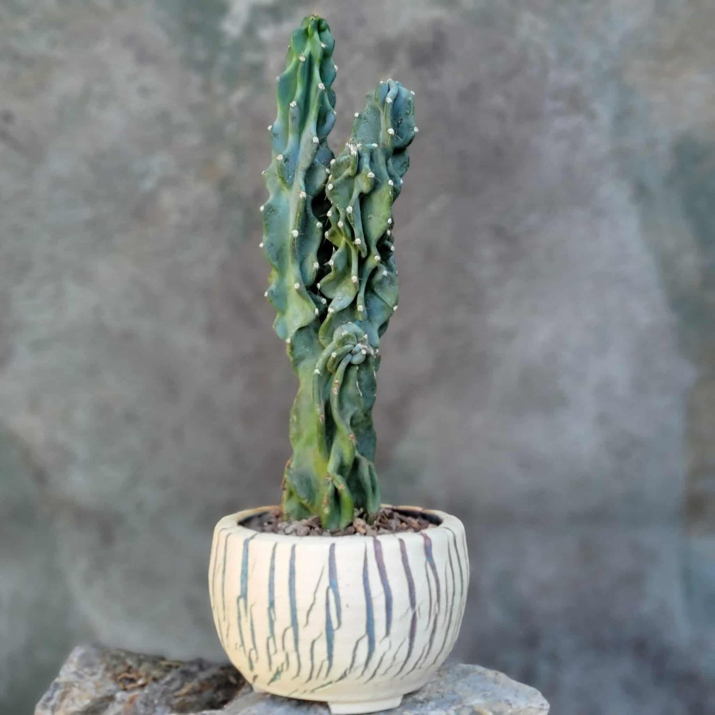 Cereus peruvianus var. monstrose - Peruvian Apple Cactus