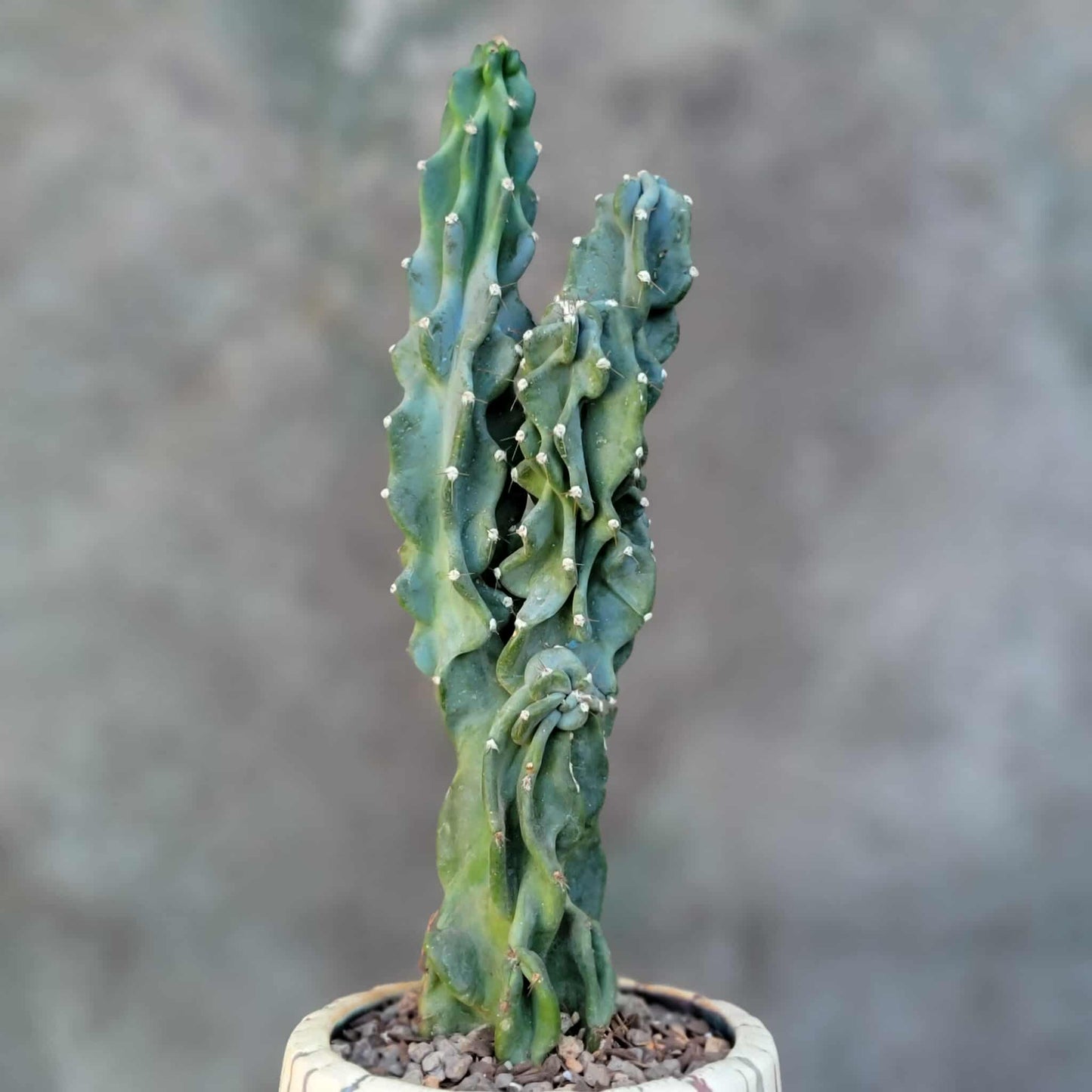Cereus peruvianus var. monstrose - Peruvian Apple Cactus