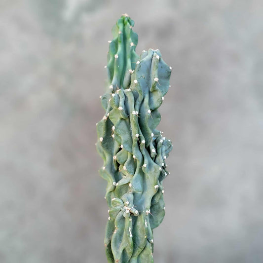 Cereus peruvianus var. monstrose - Peruvian Apple Cactus - Last one!