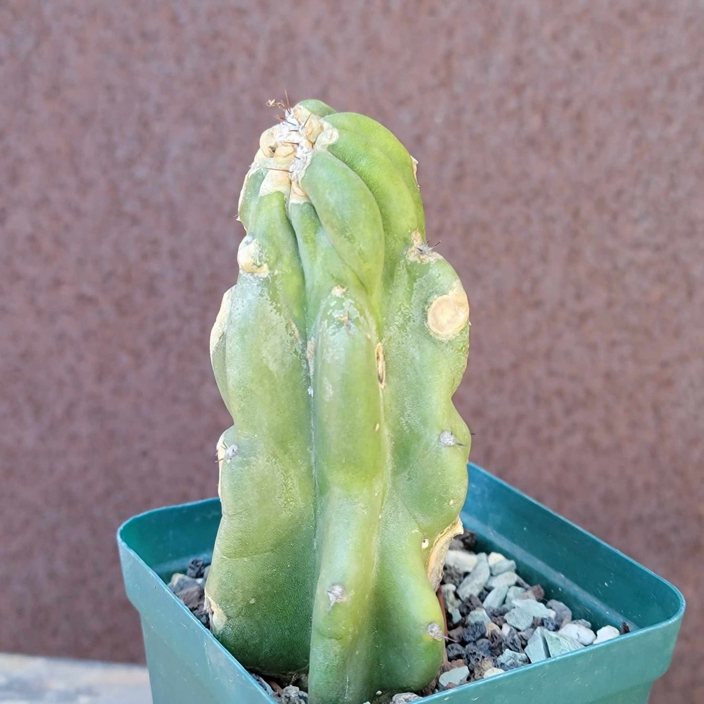 Cactus Bundle #2 - 4 Varieties