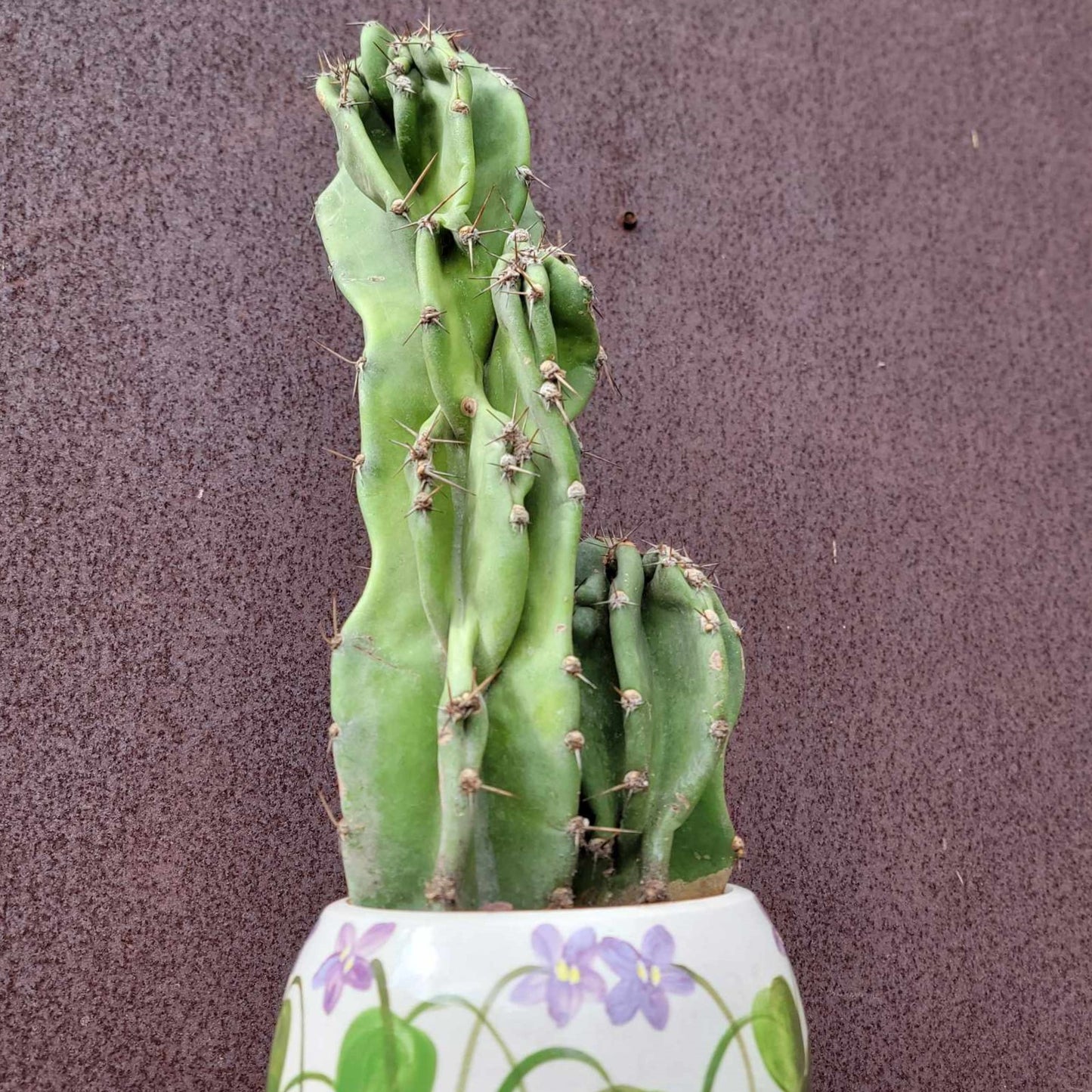 Cereus peruvianus var. monstrosus - Peruvian Apple Cactus