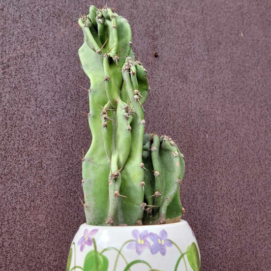 Cereus peruvianus var. monstrosus - Peruvian Apple Cactus