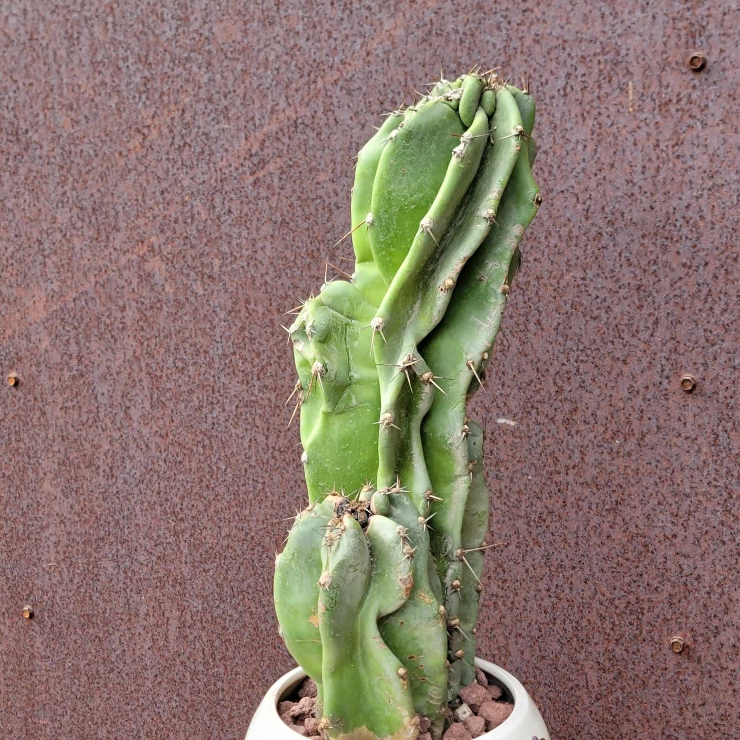 Cereus peruvianus var. monstrosus - Peruvian Apple Cactus