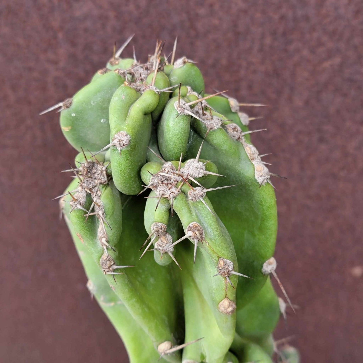 Cereus peruvianus var. monstrosus - Peruvian Apple Cactus