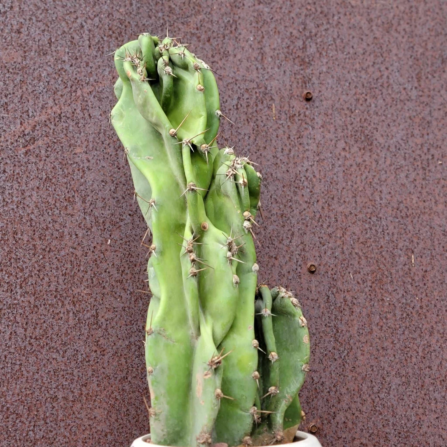Cereus peruvianus var. monstrosus - Peruvian Apple Cactus