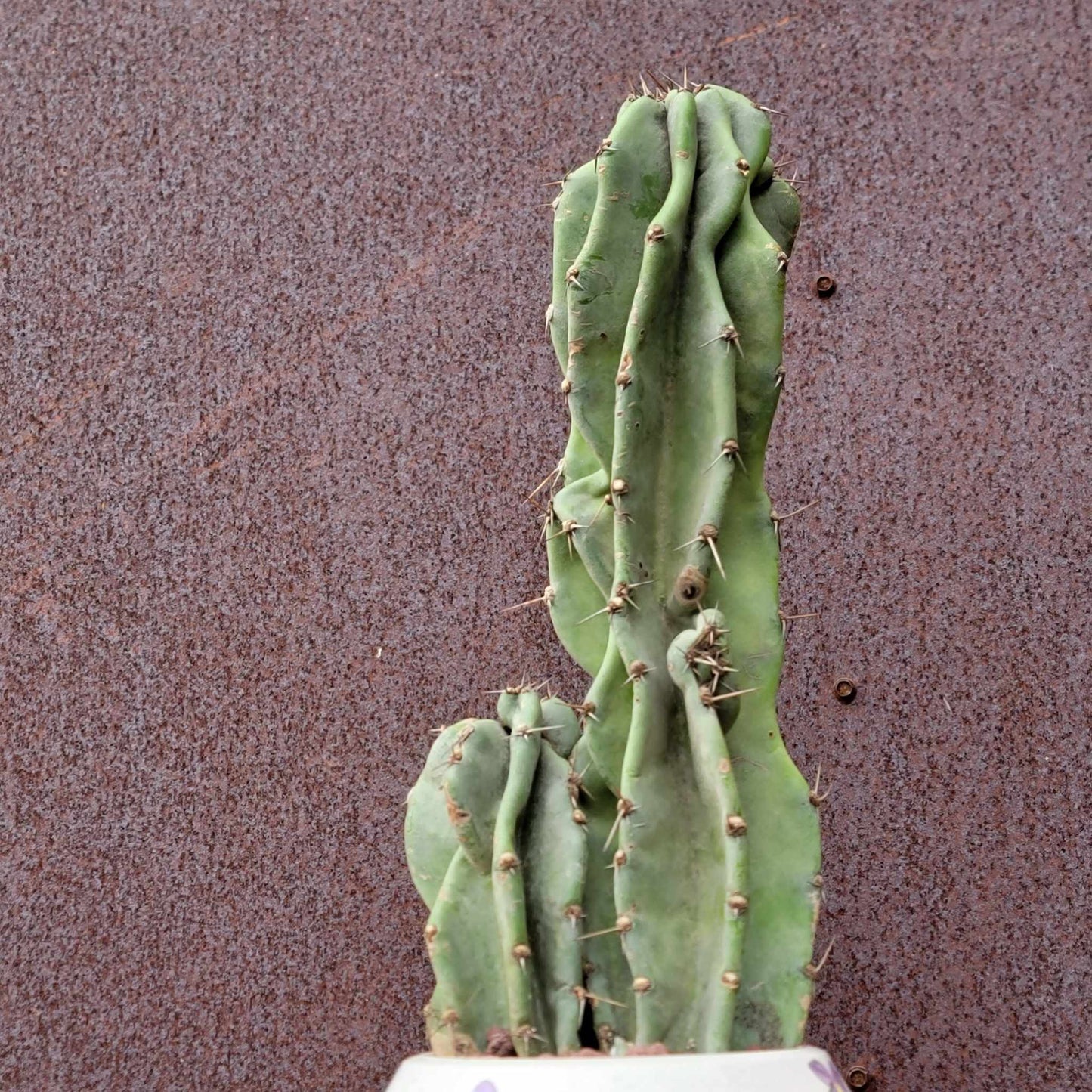 Cereus peruvianus var. monstrosus - Peruvian Apple Cactus