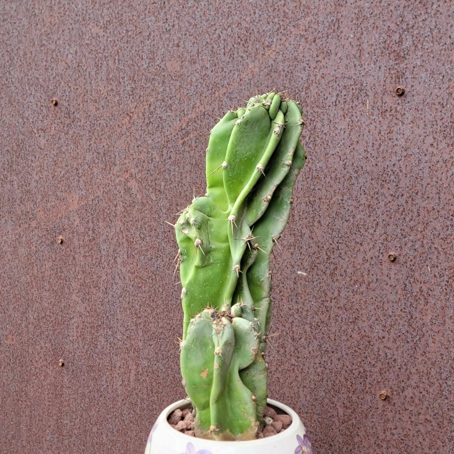 Cereus peruvianus var. monstrosus - Peruvian Apple Cactus