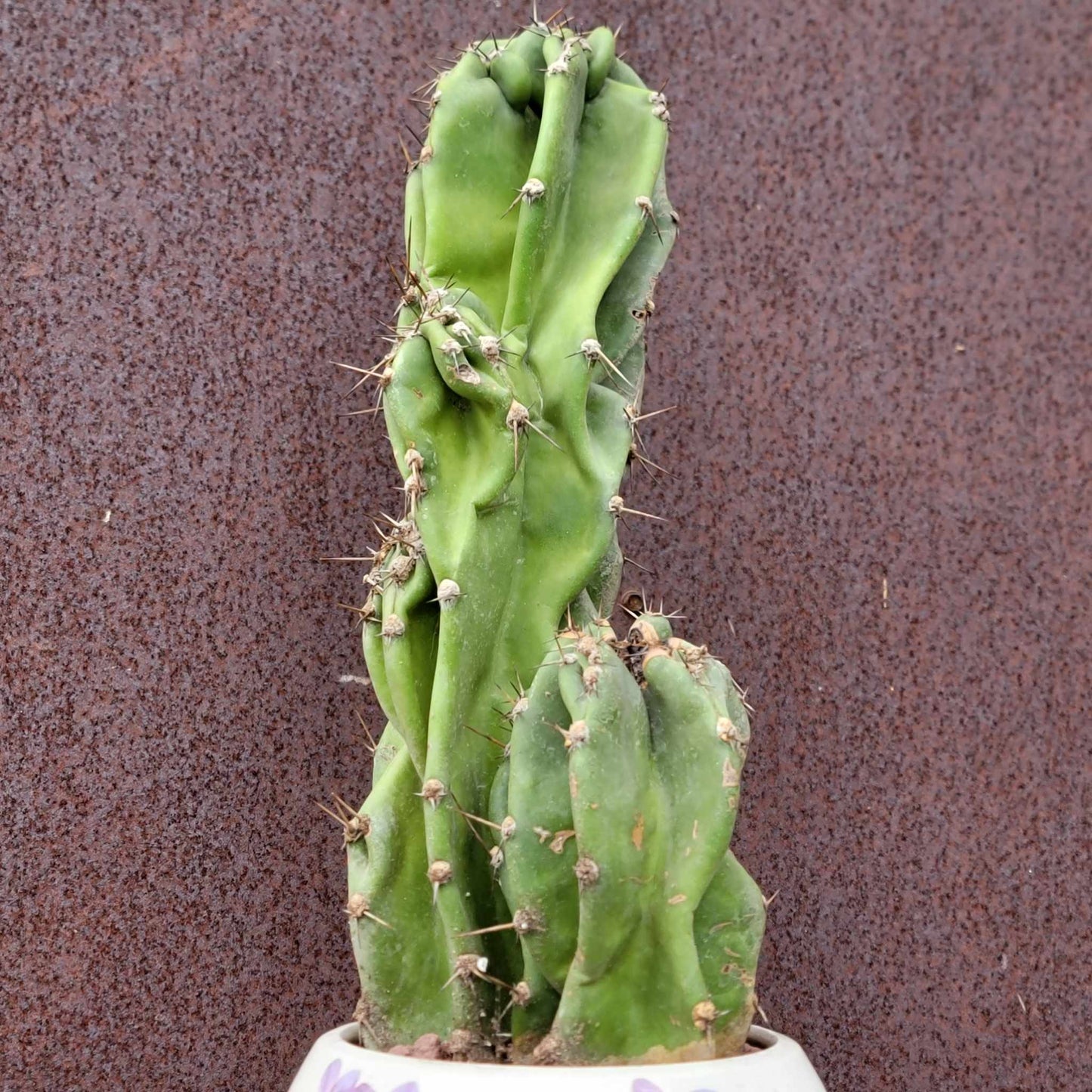 Cereus peruvianus var. monstrosus - Peruvian Apple Cactus